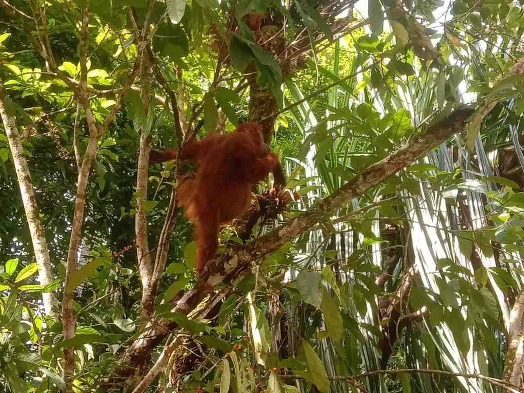 Ketambe Orangutan Trekking Adventure