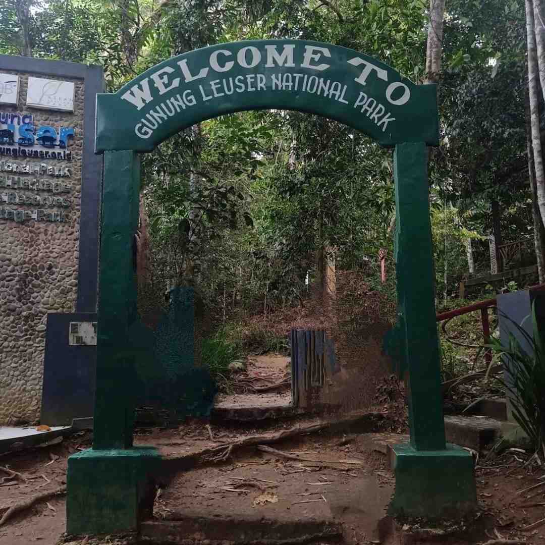 Bukit Lawang (Orang Utan) Tour